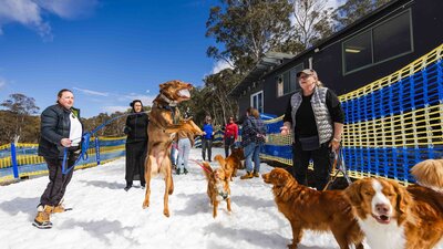 People and Dogs standing in snow, one dog jumping in the air to catch a snowball
