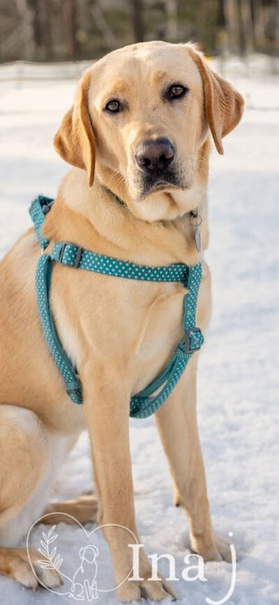 Dog sitting in field of snow, looking at camera