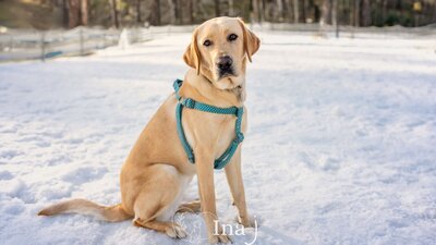 Dog sitting in field of snow, looking at camera