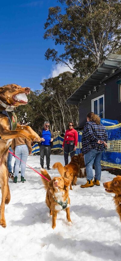 People and Dogs standing in snow, one dog jumping in the air to catch a snowball