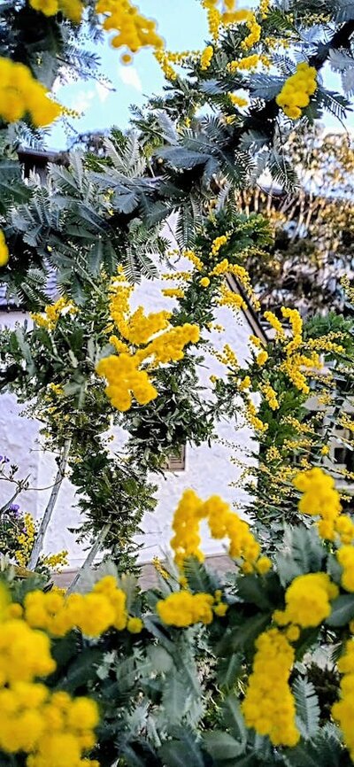 Golden wattle flowers bloom around Canberra's first school building
