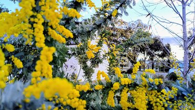 Golden wattle flowers bloom around Canberra's first school building