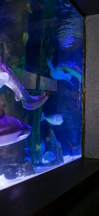 Guests enjoying the shark tank in the only shared Zoo and Aquarium in Australia Sharks, fish and other aquatic creatures in the 200,000L shark tank in the Aquarium.