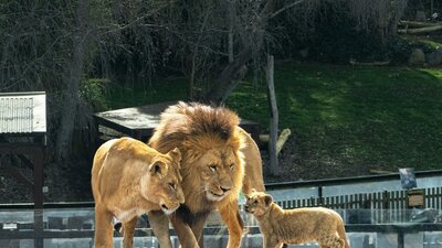 Celebrate Nyra - the Zoo's lion cub Photo depicts a family of lions