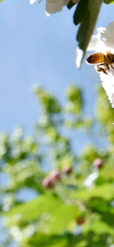 A bee hovers among white blossoms, with the Australian flag blurred in the background.