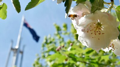 A bee hovers among white blossoms, with the Australian flag blurred in the background.