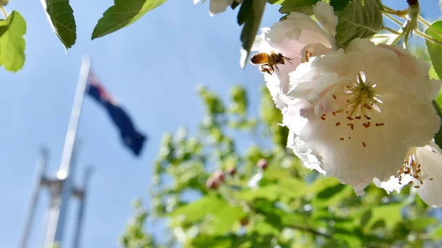 Spring Courtyards of Parliament House Tour