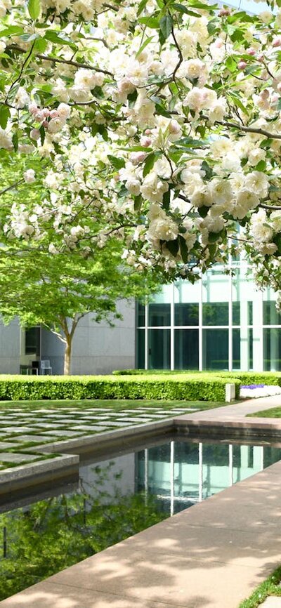 Blossoming trees surround a landscaped courtyard with a reflective water feature at Parliament House