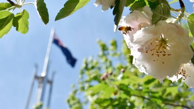 Flower on tree in Parliament House courtyard