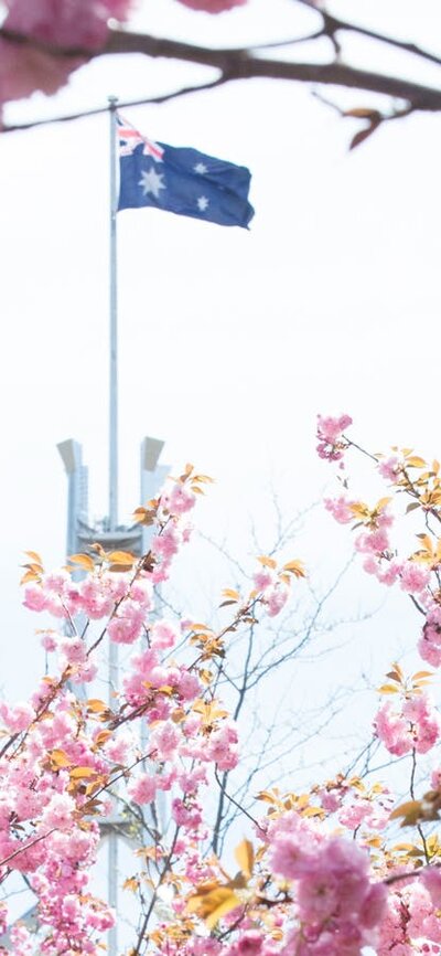 Cherry blossoms in Parliament House courtyard