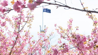 Cherry blossoms in Parliament House courtyard