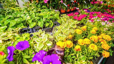 Spring Plant & Garage Sale