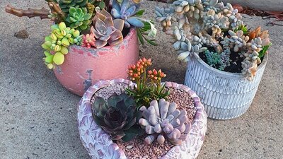 Succulent plants