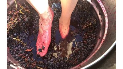 Stomping Red Grapes