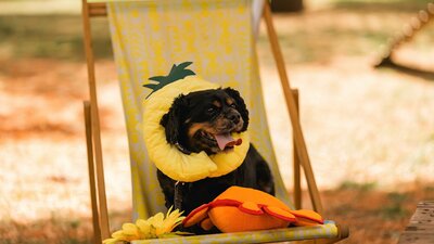 Small black dog sitting on a deck chair with a yellow floaty around its neck