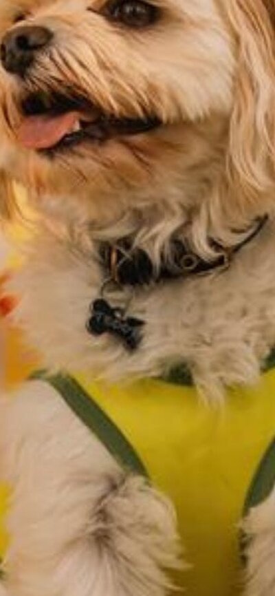 Small dog sitting on a deck chair