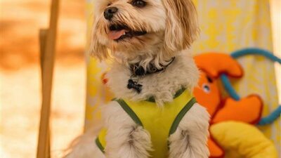 Small dog sitting on a deck chair