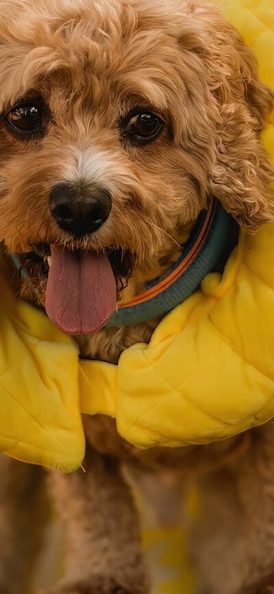 Small brown dog sitting on a deck chair with a yellow floaty around its neck