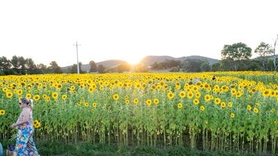 An image of sunflowers in a paddock with the sunsetting over the mountains