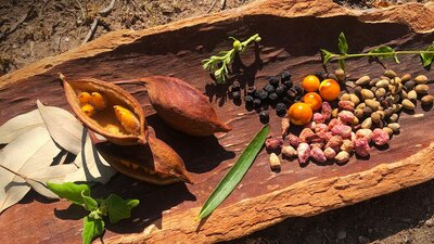 Plants and seeds in coolamon