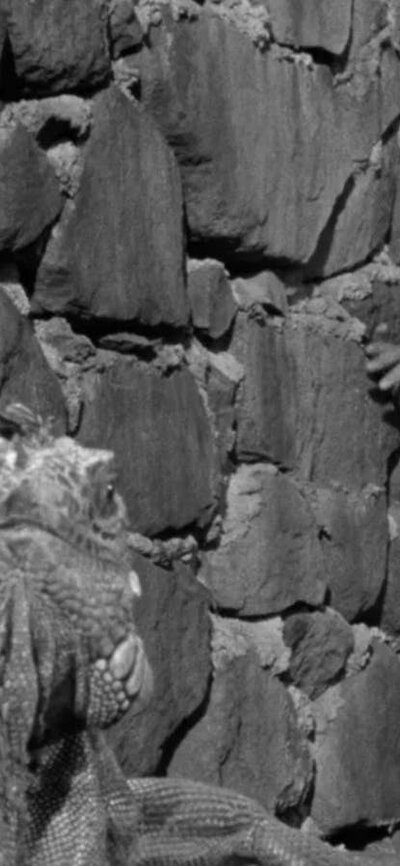 The Night of the Iguana (1964) Black and white image of woman squinting at camera in white top with an Iguana to her left