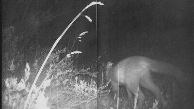 Alex Flannery, fox cub in long grass, 2024. A black and white darkroom print of a fox cub hopping through long grass.