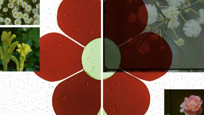 Red flower surrounded by other various white flowers