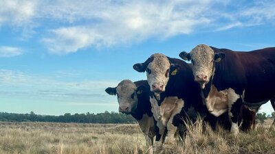 Youth beef industry event with cattle comps, skills demos & more – 10–13 July, Canberra. Youth Cattle Event