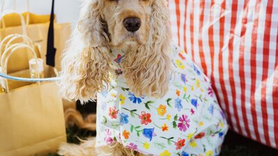 Puppy Couture at The Little Burley Market