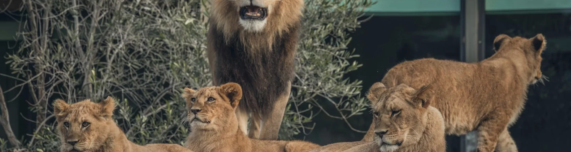 The National Zoo and Aquarium Celebrates World Lion Day!