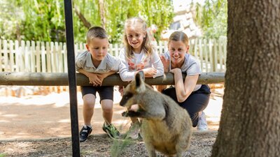 Wallaby