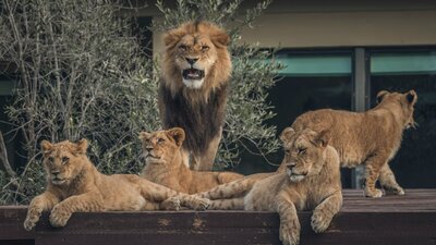 Lion