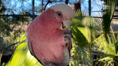 Parrot