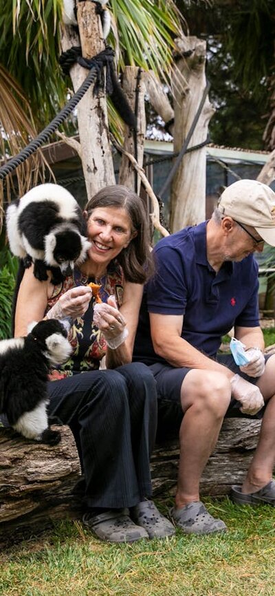 2 guests in the Ruffed lemur enclosure with the primates climbing over them, being fed