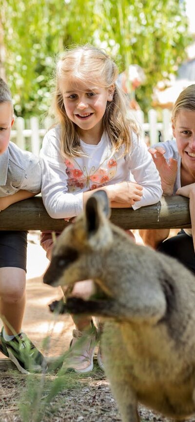 Wallaby