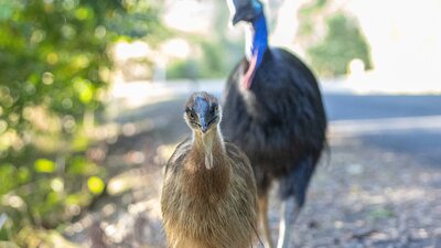 A juvenile cassowary facing the camera with curiousity and an adult cassowary tailing behind.
