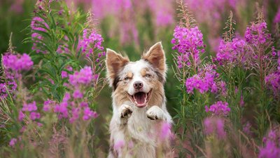 Top Dog Film Festival 2025 Top Dog Film Festival 2025