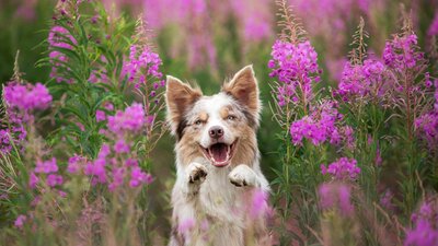 Dog sitting in field of purple flowers with its front paws lifted to the camera