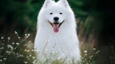 Top Dog Film Festival 2026