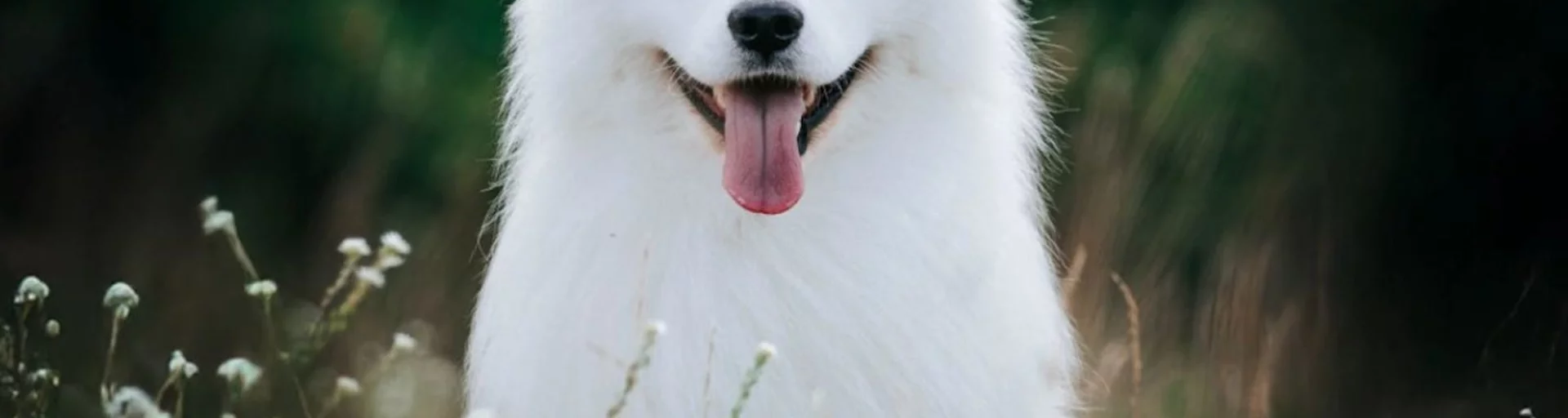 Top Dog Film Festival World Tour 2026