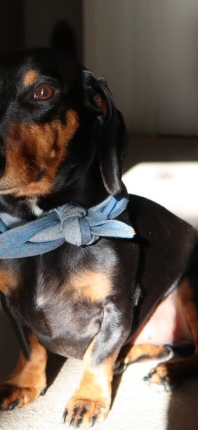 Top Dog Film Festival World Tour 2026 Black and brown dachshund wearing a blue bow tie sitting down