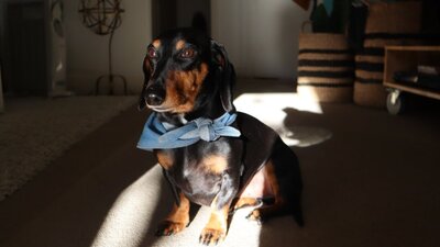 Top Dog Film Festival World Tour 2026 Black and brown dachshund wearing a blue bow tie sitting down