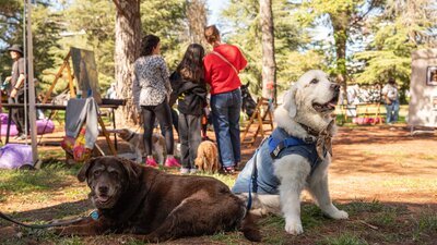 Two dogs in the foreground and three people facing away from the camera in the background.