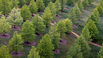 An aerial photo of a lush green forest, planted in rows, with a dirt footpath meandering through.