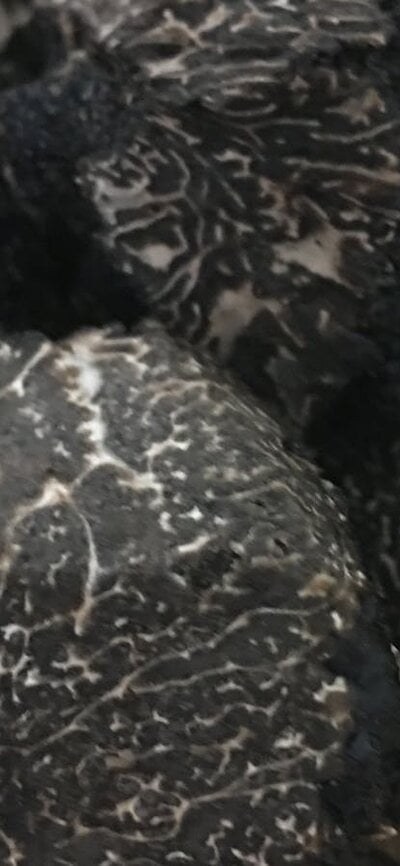 Truffle from next door The Truffle Farm