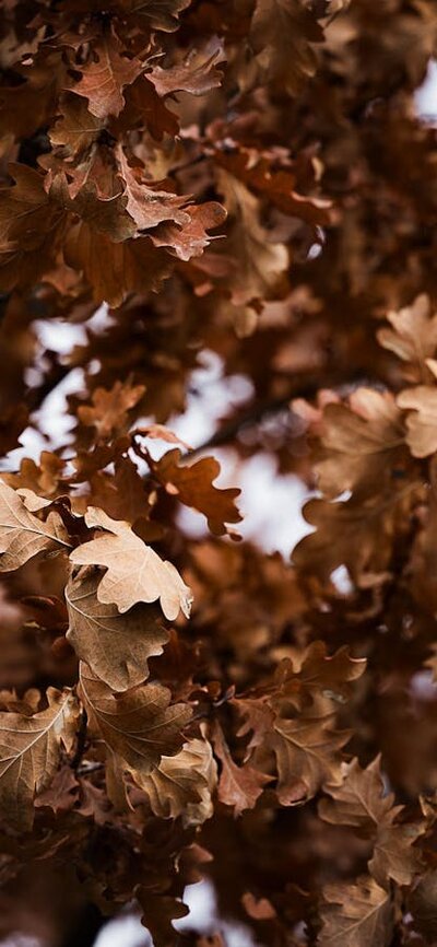 Autumn Leaves