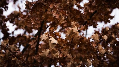 Autumn Leaves