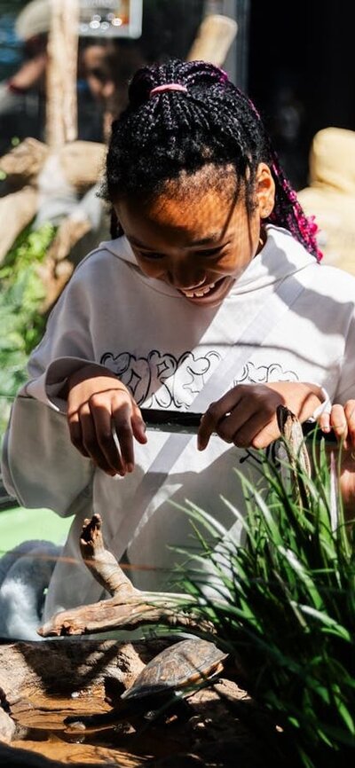 Children looking at reptiles in an enclosure at open day