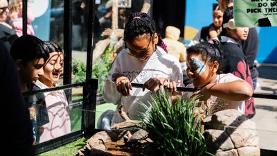 Children looking at reptiles in an enclosure at open day