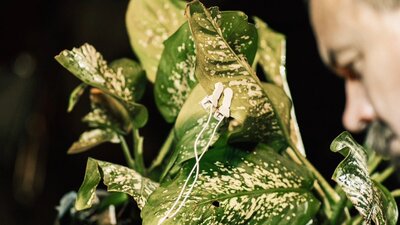 Close-up of a speckled green houseplant with wired earbuds clipped to a leaf beside a blurred person